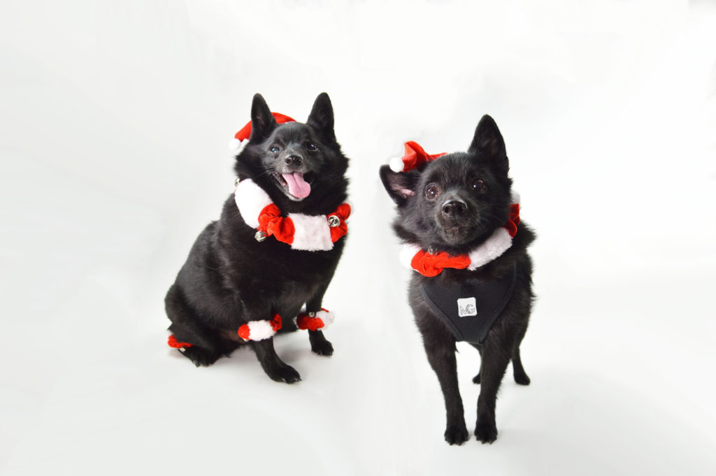 Holiday Rescue Dogs Brianna Nastasi